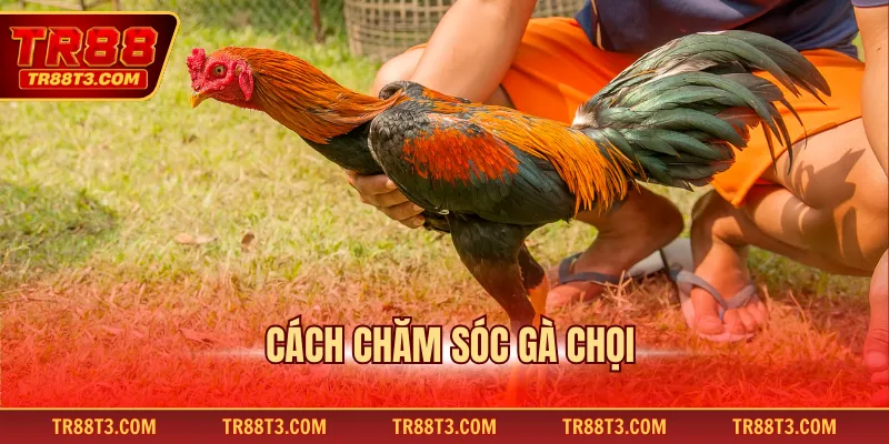 Cách chăm sóc gà chọi